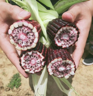 花青素玉米4月中旬大量上市