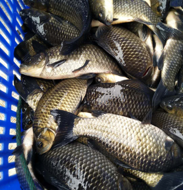 [鲫鱼批发]鲫鱼,麻鲫,香云鲫,品相好,质量好,欢迎咨询价格6.