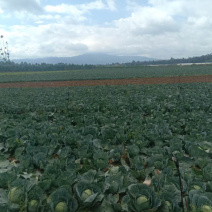 陆良21蔬菜用地转让，点击查看详情，条件好