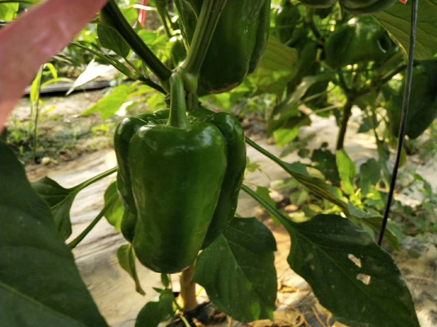 农户在田间使用喷雾器对干辣椒植株进行喷药防治,重点喷施果实和叶背 干辣椒田间喷药防治虫害