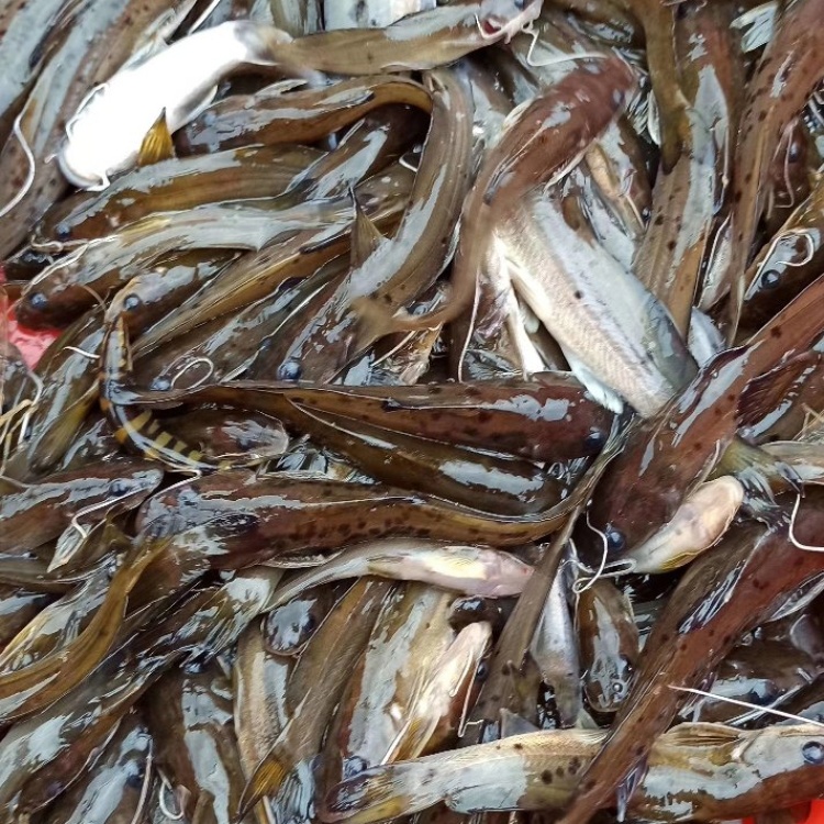 芝麻剑鱼苗,芝麻剑鱼(第3页)_大山谷图库