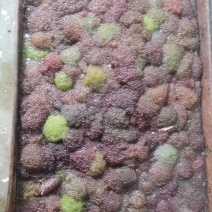 大量出售，海雷鱼籽，需要联系