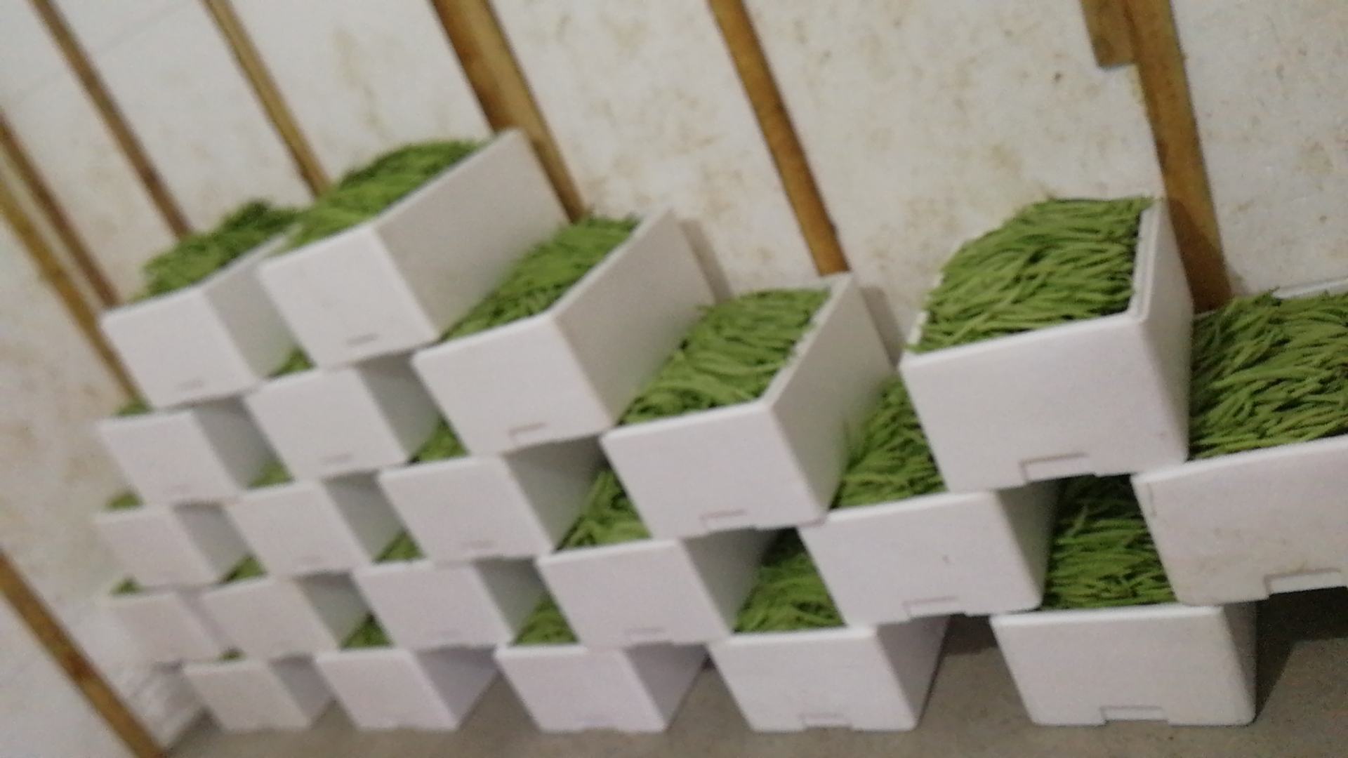 市场中新鲜四季豆展示图