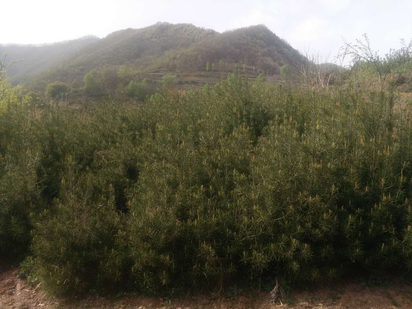 白皮松与油松对比图