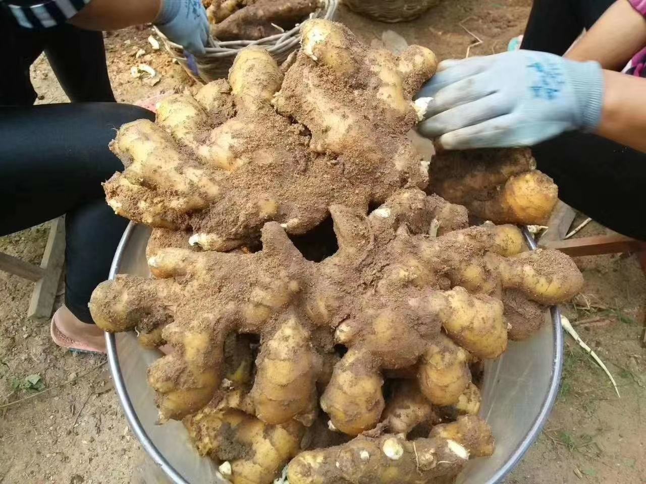 生姜采收过程