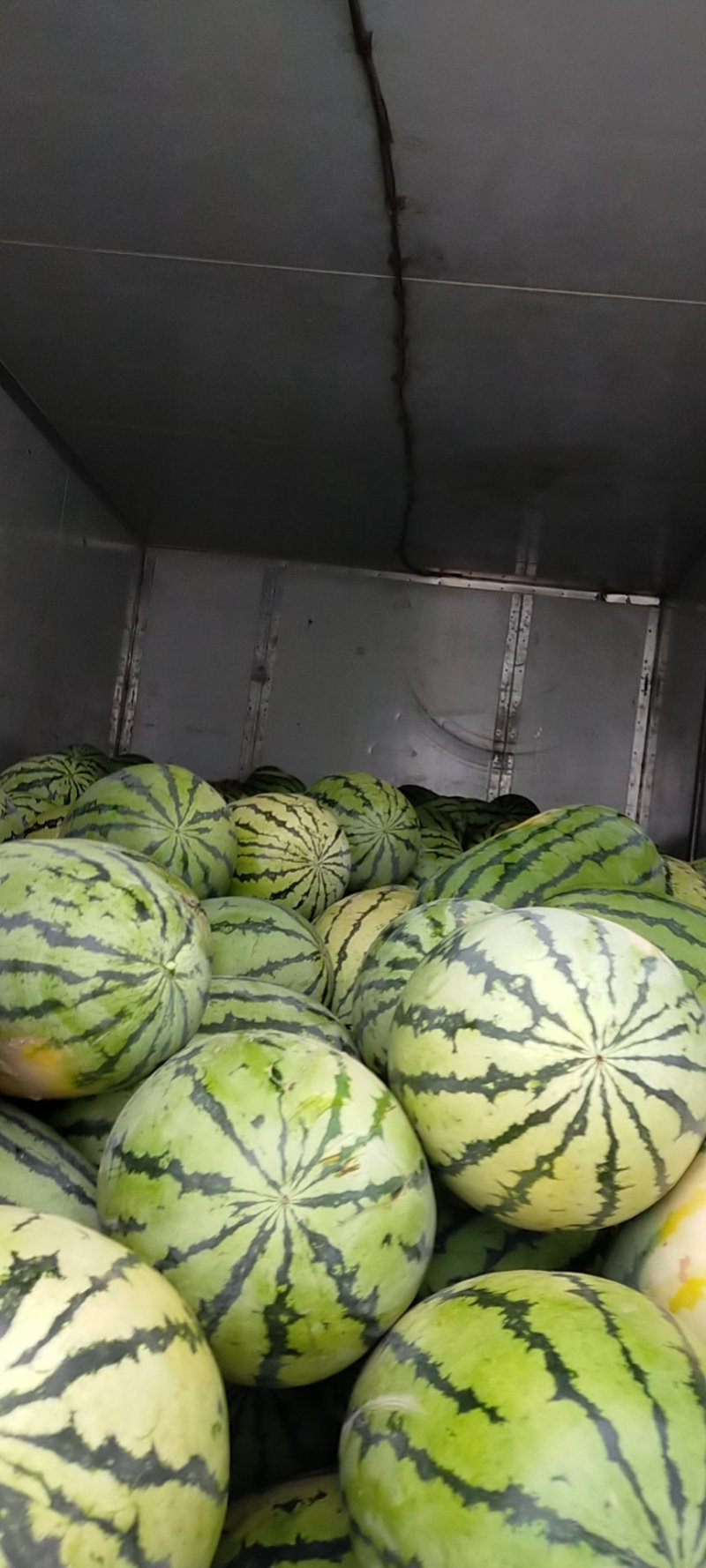 新疆下野地大西瓜