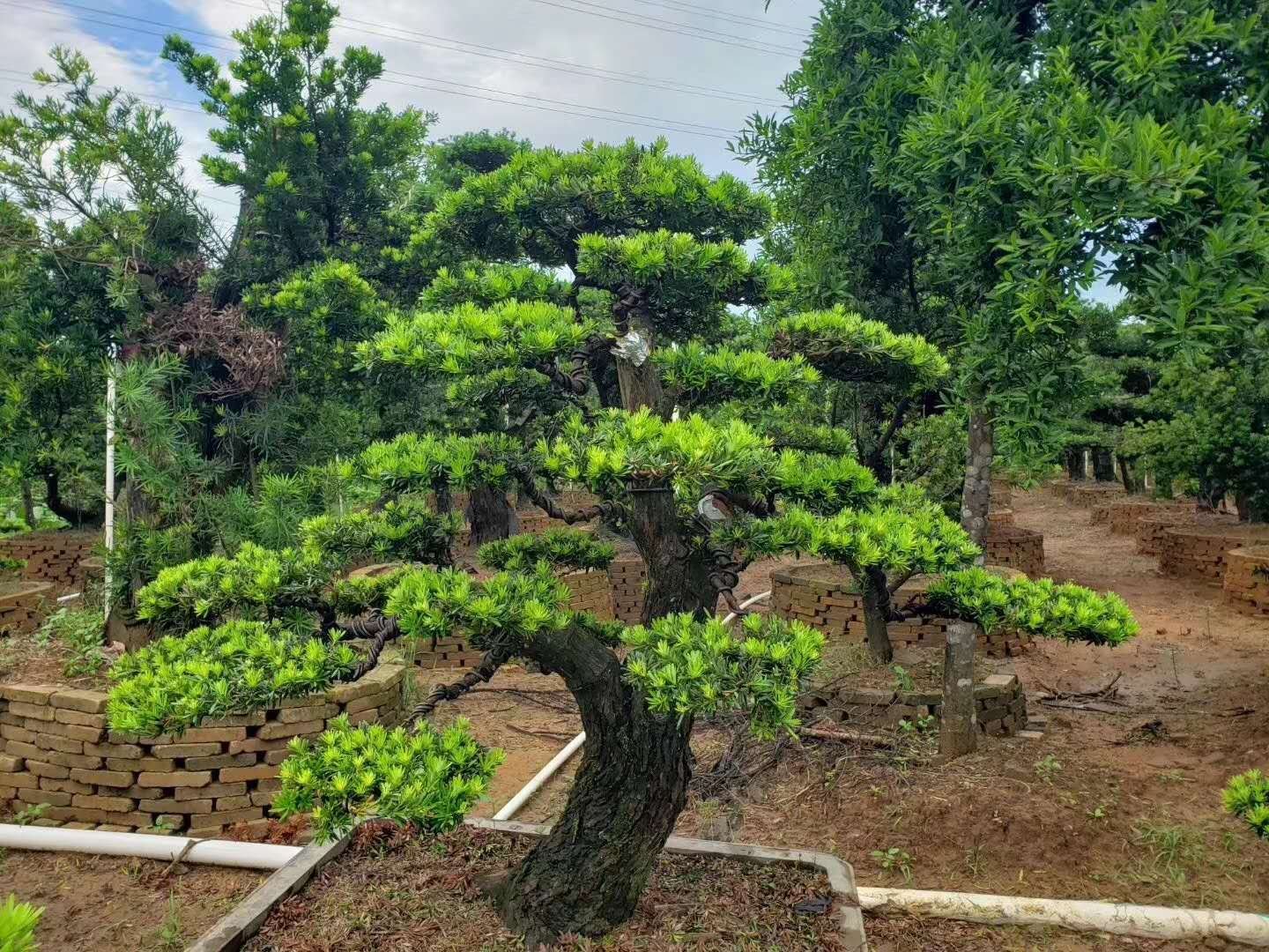 罗汉松曲干造型特写图