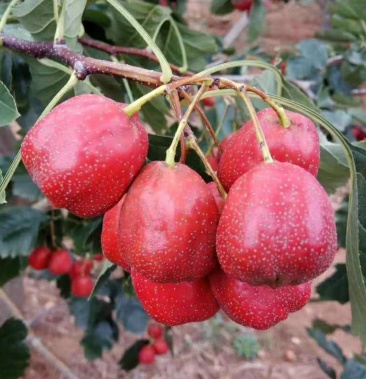 大棉球山楂,大金星,大五棱,歪把红,甜红子等等