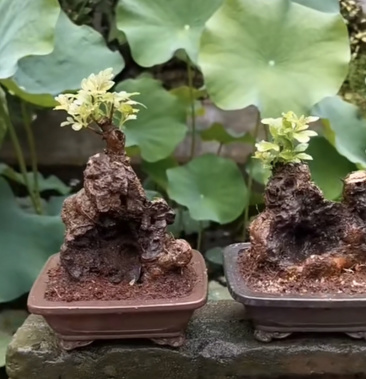 [黄荆疙瘩盆景批发]黄荆疙瘩盆景坨坨小老桩下山桩花卉盆景包活全国