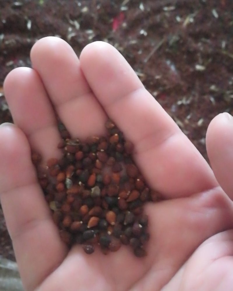 山东枣庄薛城区鸢尾种子 26.00元/斤公园