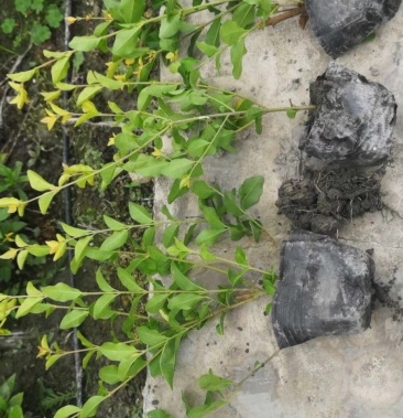 金禾女贞金禾女贞杯苗80cm100cm金禾女贞球