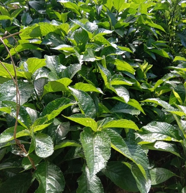 黑面将军新鲜采摘鲜叶发货