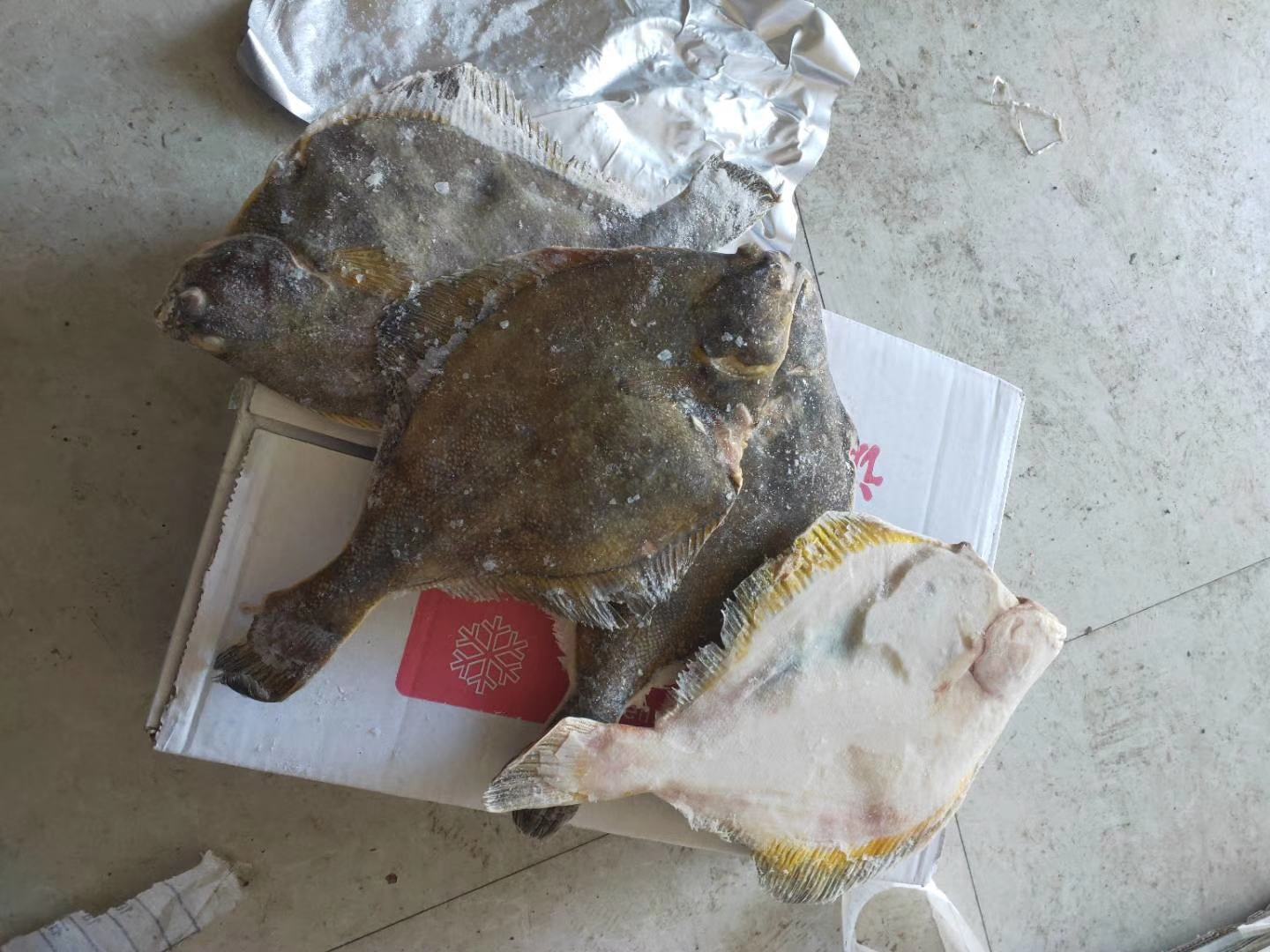 大菱鲆（多宝鱼）活体形态图