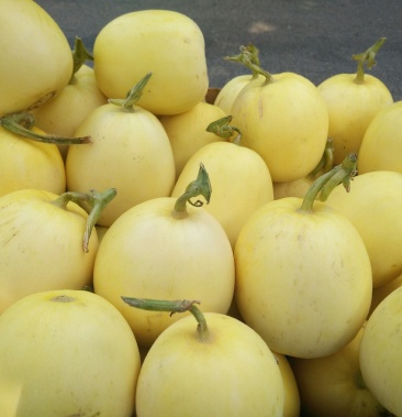 [黄金甜瓜批发]金蜜掉瓜价格2.50元/斤 - 一亩田