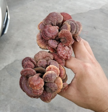 越南正品野生长腿小红小赤灵芝,今年产新的新货小红灵!