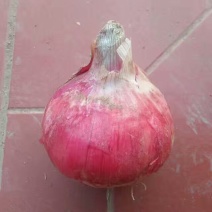 优质洋葱山西产地直销红皮洋葱量大价优