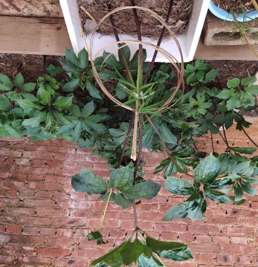 [重楼批发]重楼价格200.00元/斤 - 一亩田