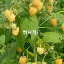 树莓苗10~30cm双季黄树莓苗黄树莓苗