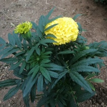 万寿菊山东青州花卉基地产地直销质优价廉