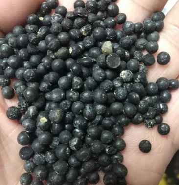 [天冬种子批发]良种大天冬种子价格150.00元/斤 - 一亩田