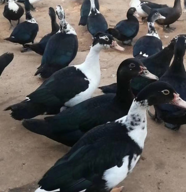 四斤半的母番鸭(全交剪)欢迎下订