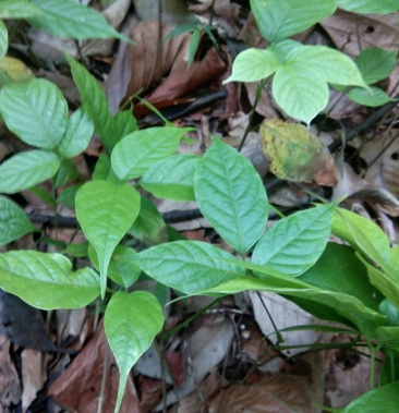 云南野生鸡血藤苗裸苗