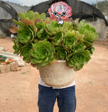 大型多肉植物盆栽花卉法师加州香炉盘老桩巨大莲花掌品种保真