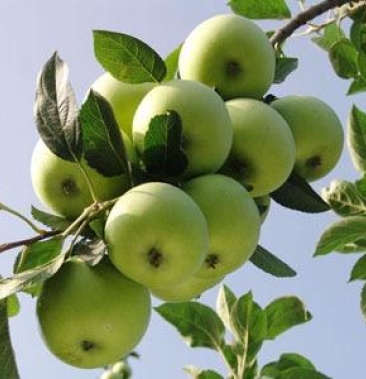 [藤木苹果批发]山东青苹果大量上市,产地直供,可发全国各地物流,欢迎