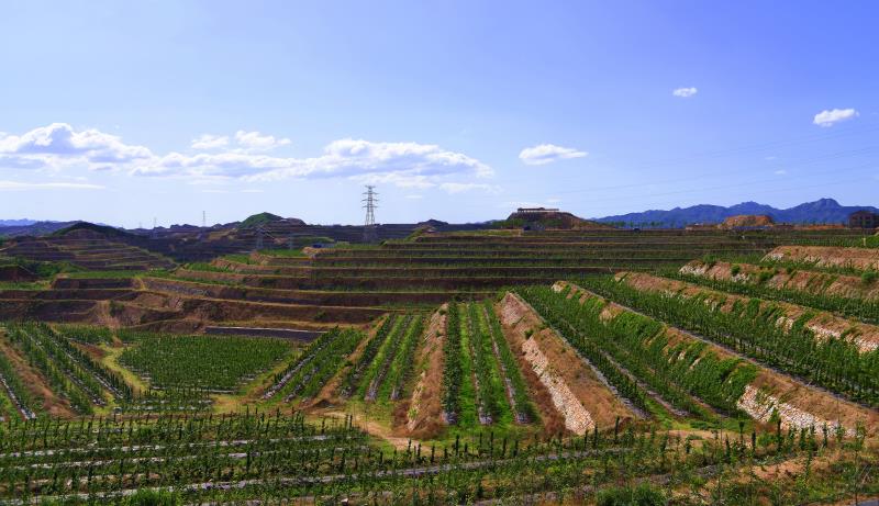 酸梨果园全景