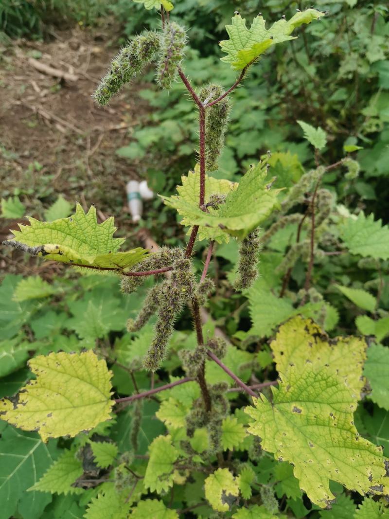 麻婆子草图片