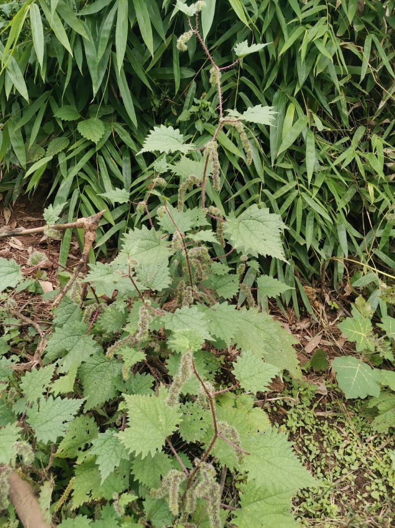 一件代发红活麻红霍麻红杆荨麻草蝎子草咬人草