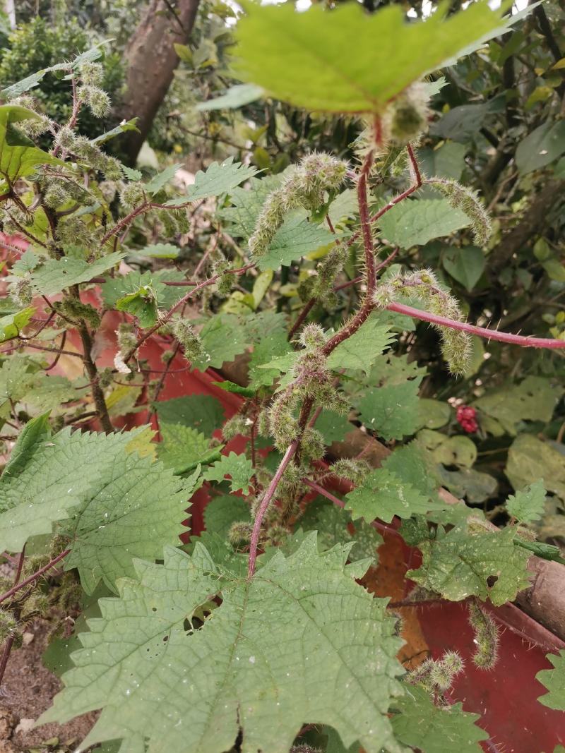 一件代发红活麻红霍麻红杆荨麻草蝎子草咬人草
