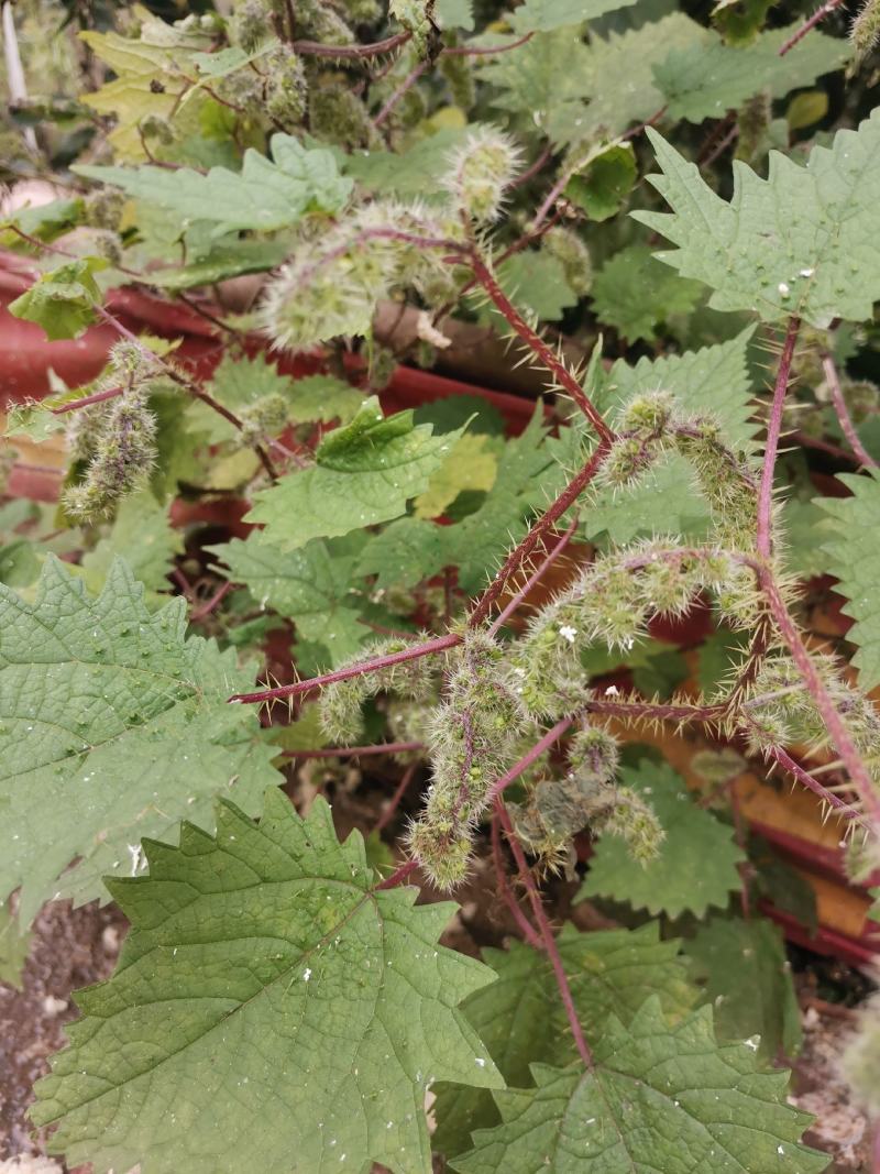 一件代发红活麻红霍麻红杆荨麻草蝎子草咬人草