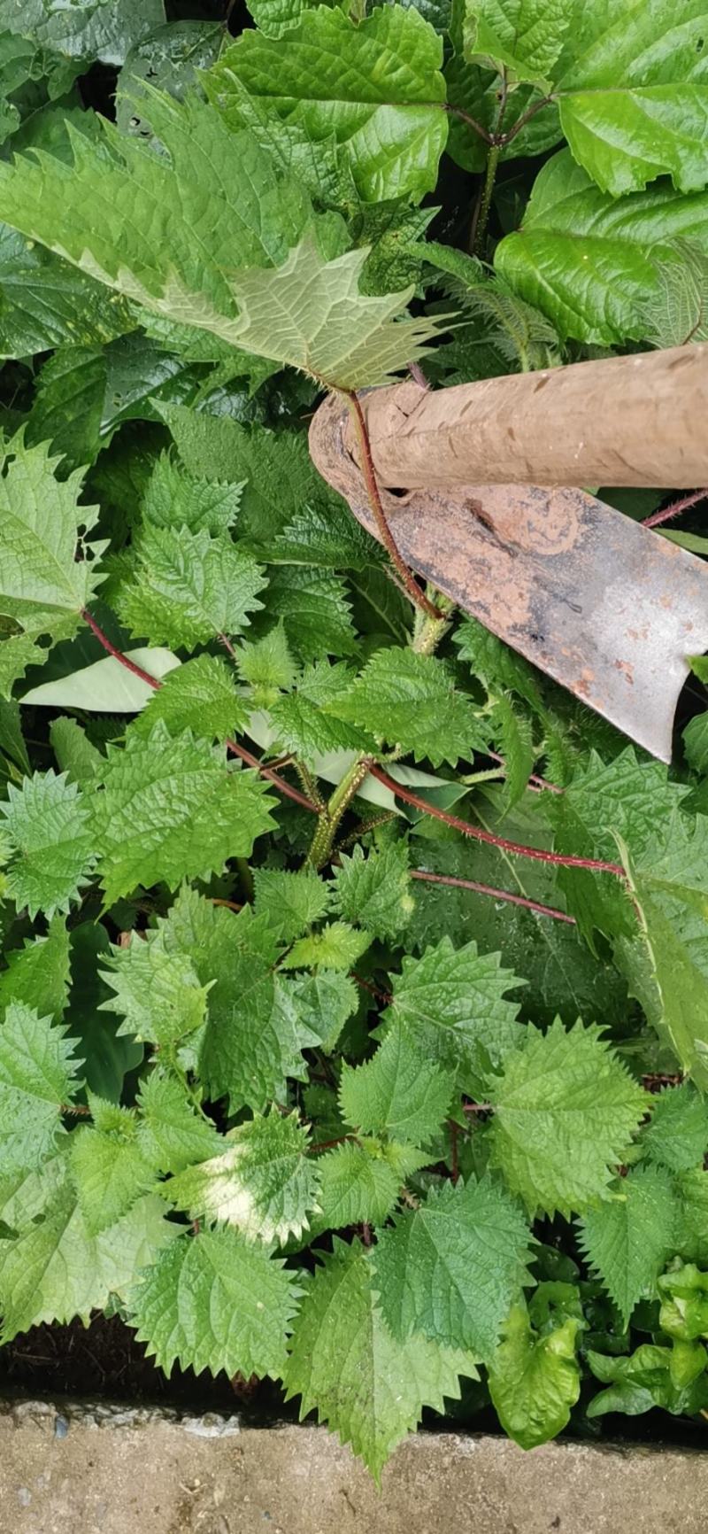 麻婆子草图片