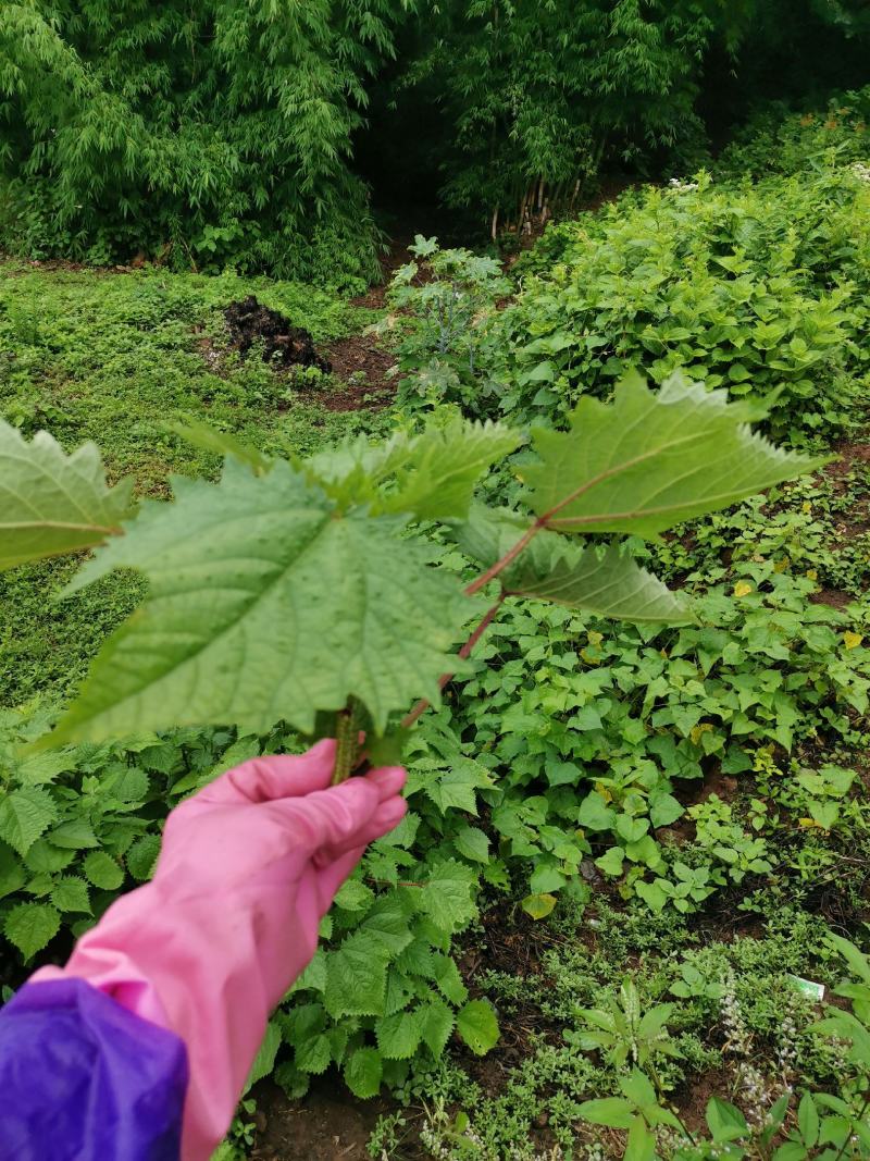 一件代发红活麻红霍麻红杆荨麻草蝎子草咬人草
