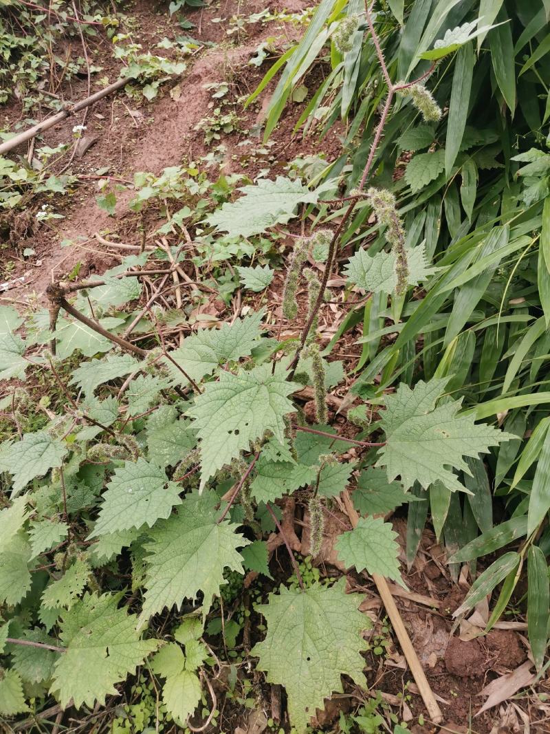 一件代发红活麻红霍麻红杆荨麻草蝎子草咬人草