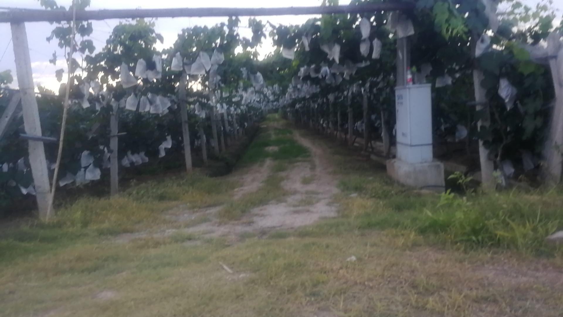 连片的户太八号葡萄园,整齐排列,果穗垂挂,农民正在田间管理 户太八号葡萄果园全景图