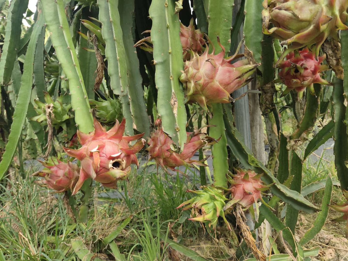 一片火龙果种植园中,多颗已成熟的红心火龙果挂在枝条上,其中部分果实表皮出现明显的不规则褐色斑块、浅色褪绿区域及轻微凹陷,呈现出典型的‘花皮果’特征;背景为绿色叶片和三角柱状仙人掌类茎干,光线柔和自然 火龙果果园中带有花皮症状的果实特写