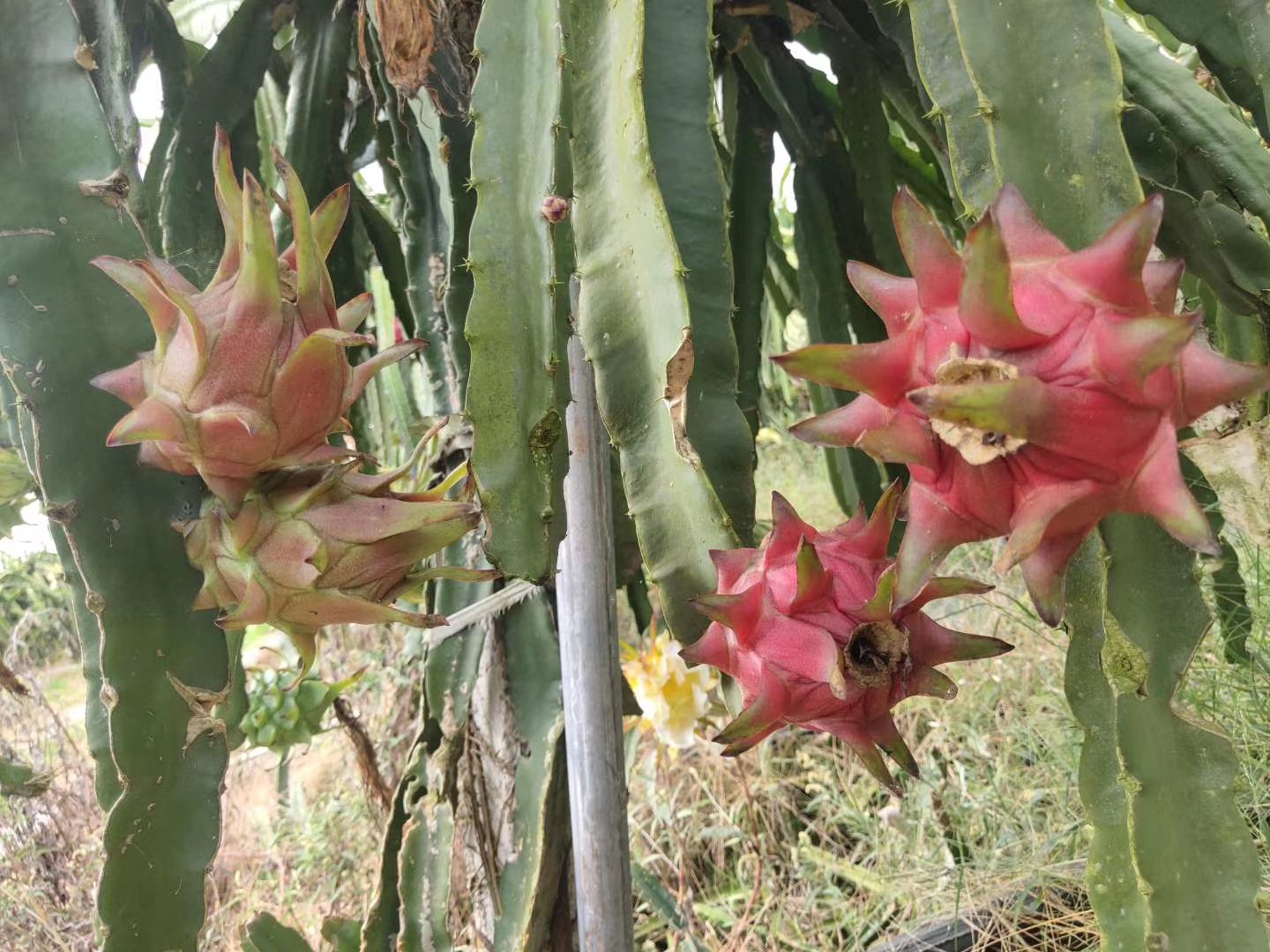 火龙果品种图示