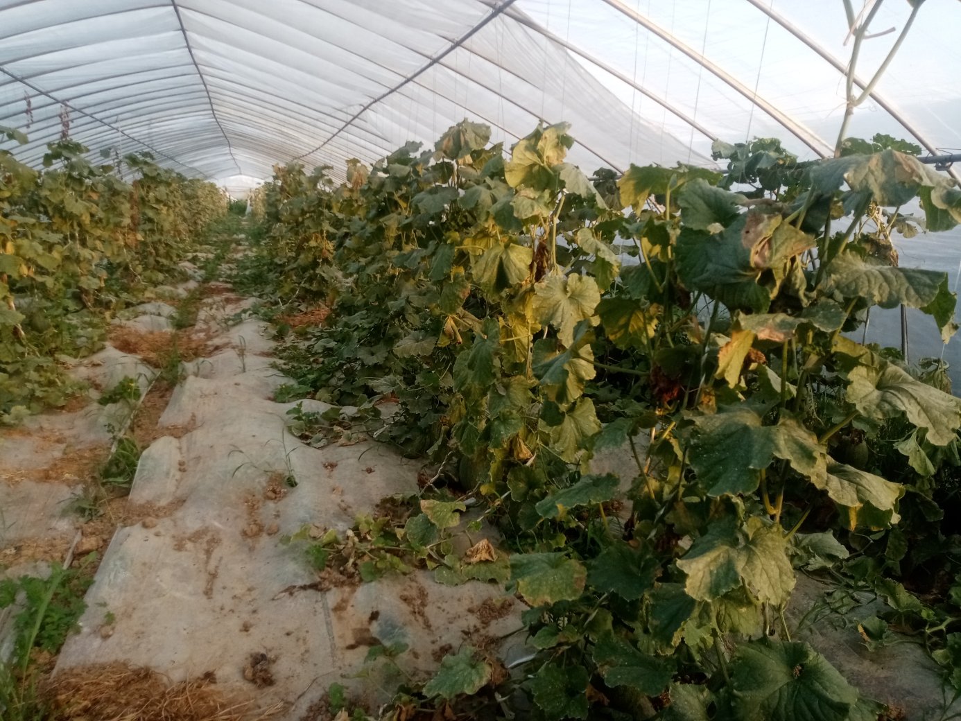 温室大棚内的哈密瓜种植,展示滴灌系统与植株生长状态 哈密瓜温室种植场景