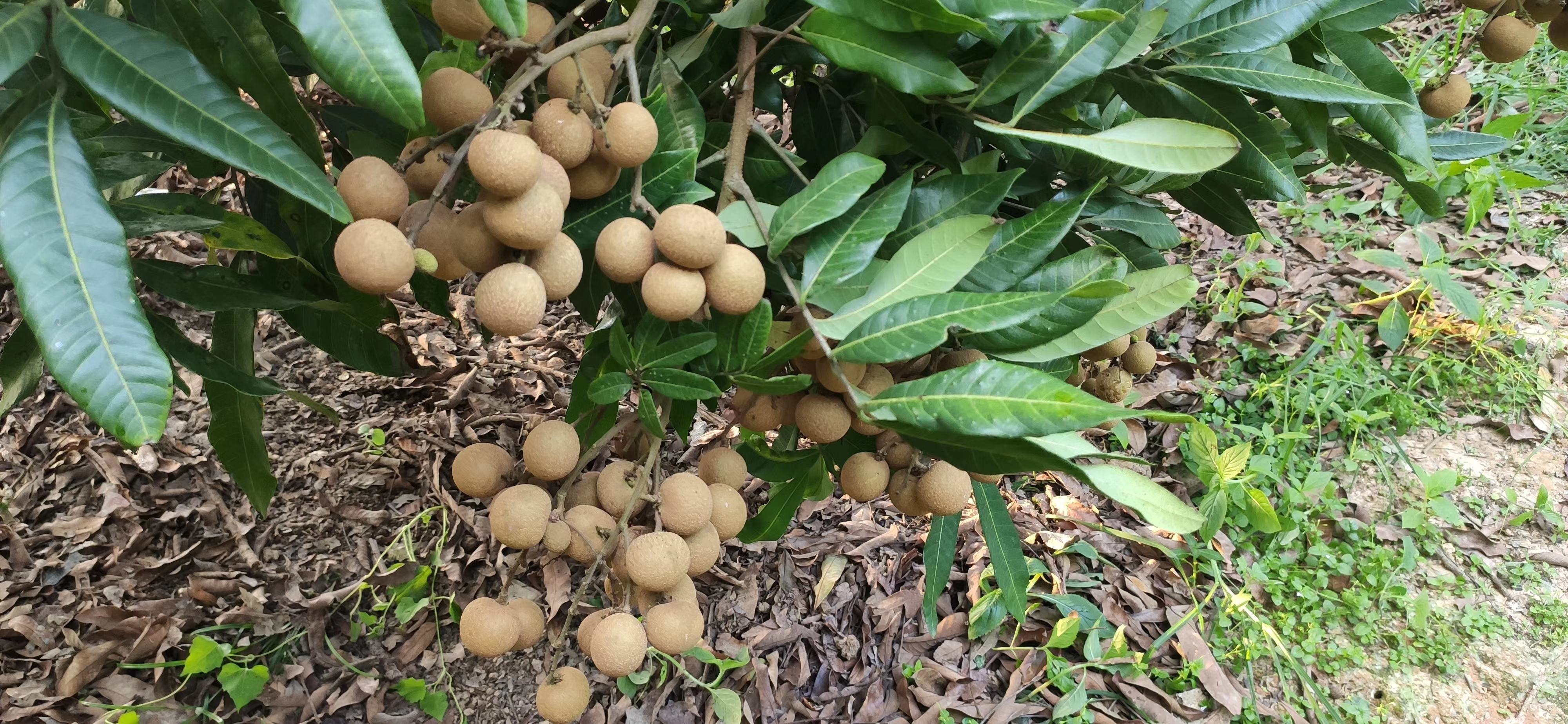 一串成熟的石硖龙眼挂在枝头,果粒饱满呈琥珀色,果皮浅黄褐色,表面光滑,部分果皮已微微开裂,露出晶莹剔透的果肉,背景为绿色叶片,展现丰收景象 石硖龙眼果实特写