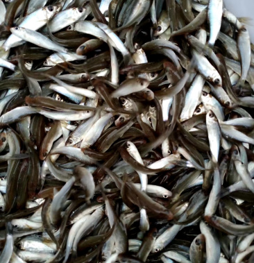 【鲮鱼苗】快大土鲮鱼苗-场地直供,买家保障,质量一级