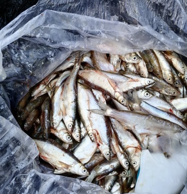 白条鱼川子餐子餐条千子鱼