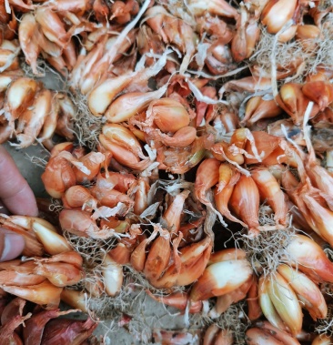 香葱头火葱头黄皮香葱头分蘖能力强生长速度快