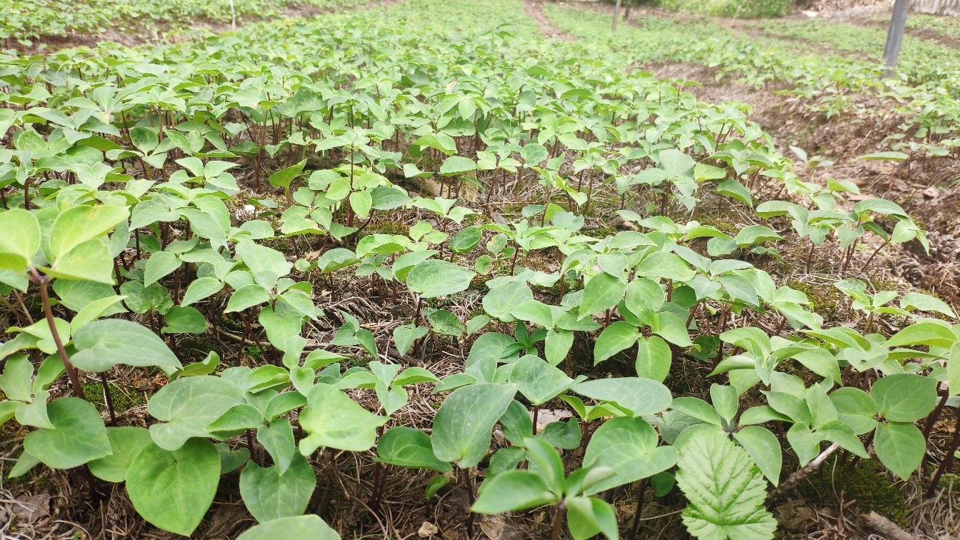 木瓜与中药材搭配图