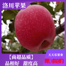 【正宗】洛川红富士苹果〔商超品质〕供应全国物流便捷