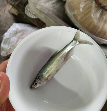 翘壳鱼苗优质品种成活率高包送货上门