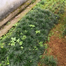 广西桂林麦冬草批发，麦冬草供应