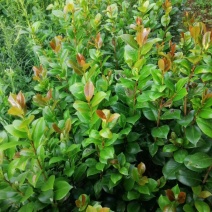 广西桂林茶花苗批发，茶花小苗供应