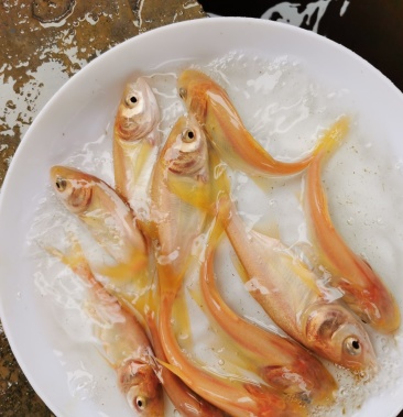 金大头鱼苗 大头鱼苗 金鳙鱼 金花鲢大量供应,保证成活率